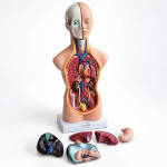 Anatomical Torso Model